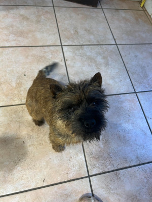 Étalon Cairn Terrier - ULAHOP Des Bords De Loire