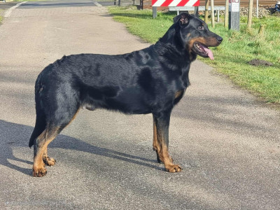 CH. Urban legend De l'amouraudiere