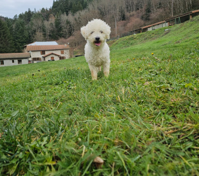 Étalon Bichon Frise - Utopie du Moulin de Bonneval