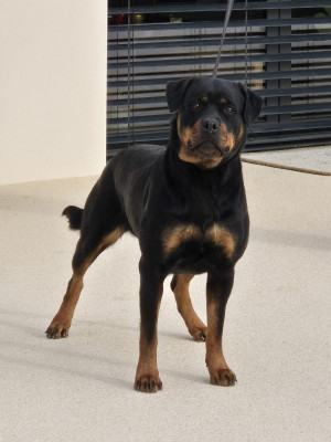 Étalon Rottweiler - TABATHA du Clos des Andréas