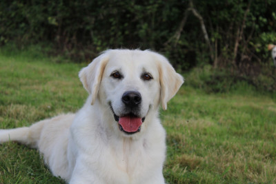 Étalon Golden Retriever - Once upon a time my dream de bihan ki breizh