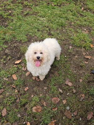 Étalon Bichon Frise - Rolls du Moulin de Bonneval