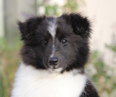 Étalon Shetland Sheepdog - ALTHEA Of surf paradise
