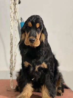 Étalon Cocker Spaniel Anglais - Afrique Adieu of Never Say Goodbye