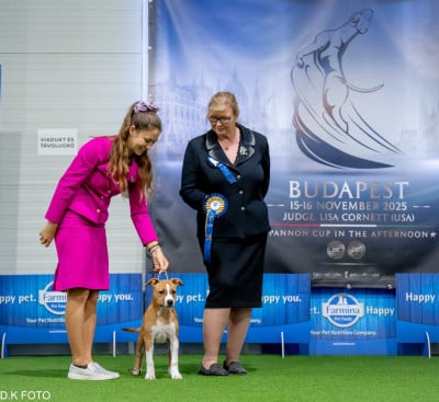 Étalon American Staffordshire Terrier - Bubble come clear rockabye