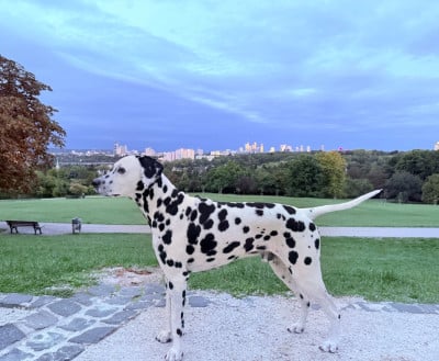 image de Casteltop Octomore Orpheus