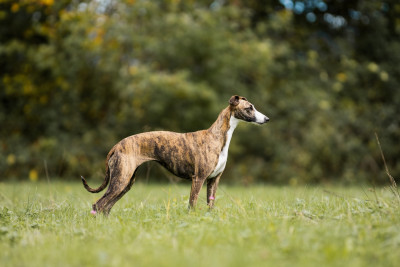 Étalon Whippet - The fantastic Sue Storm Lazyjil Jewels