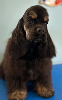 Étalon American Cocker Spaniel - Angeleyes of loving Star