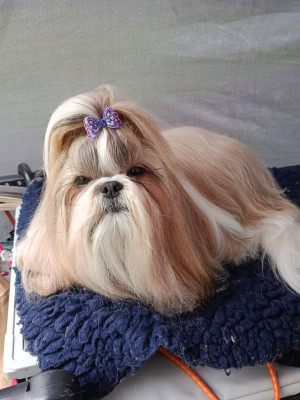 Étalon Shih Tzu - Hellou's Top model