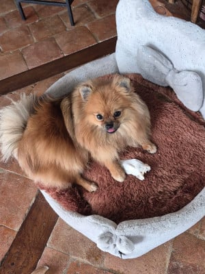 Étalon Spitz allemand - Velours Peche D'une Banquise Et D'un Roi