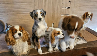 Étalon Berger Américain Miniature - VENDETTA (Sans Affixe)