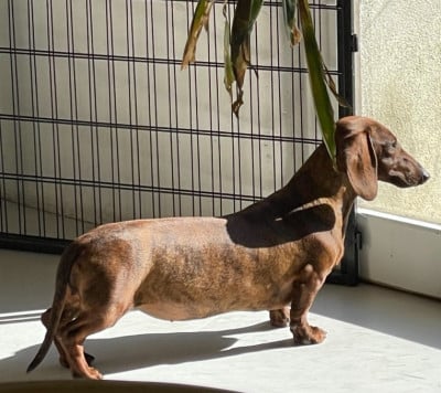 Étalon Teckel poil ras - Vega Du Royaume De Moska