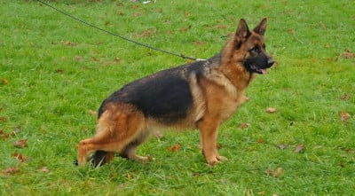 Étalon Berger Allemand - Velma Von Angelius Team