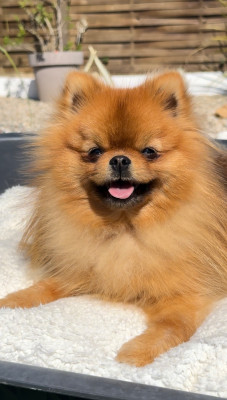 Étalon Spitz allemand - Victor de l esquisse sauvage De L'esquisse Sauvage