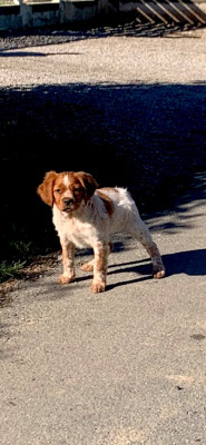 Étalon Epagneul Breton - Apollon Des Coteaux De Pauthe