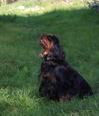 Étalon Cavalier King Charles Spaniel - Shelby Du Castel Des Petits Coeurs