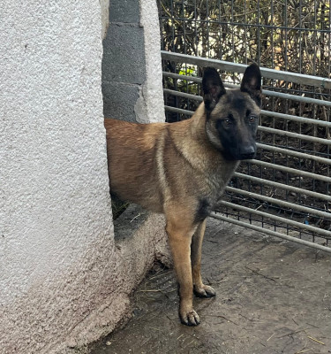 Étalon Berger Belge - Uguette des Rives De La Mamika