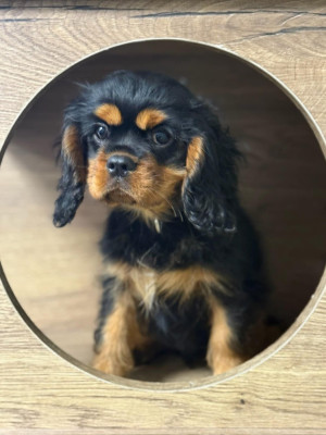 Étalon Cavalier King Charles Spaniel - ANAKIN SKYWALKER Of Sweet Little Kings