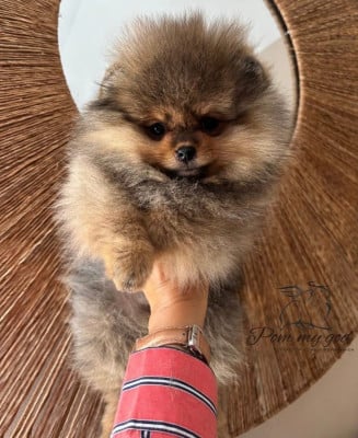 Étalon Spitz allemand - Pom My God Abby