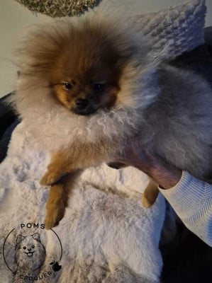 Étalon Spitz allemand - Pom Bonheur Sky