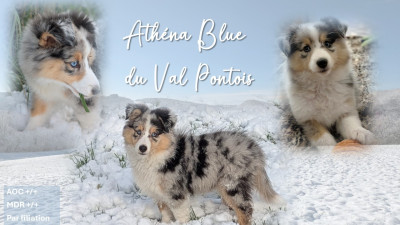 Étalon Shetland Sheepdog - Athéna Blue Du Val Pontois