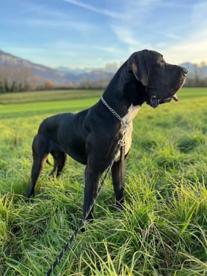 Étalon Dogue allemand - vaïna Du Royaume D'Apollon