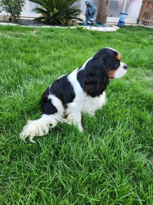 Étalon Cavalier King Charles Spaniel - VADIM des Joyaux d'Alésia