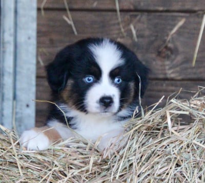 Étalon Berger Américain Miniature - VOULEZ-VOUS Of surf paradise