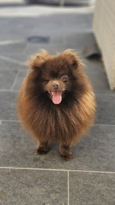 Best Pom Indy Indy Best Pom