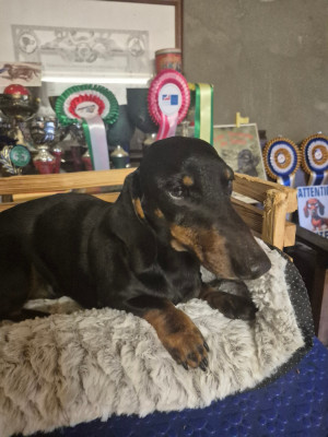 Étalon Teckel poil ras - UPIO du Mistral Le Vent