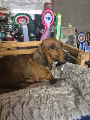 Étalon Teckel poil ras - STARLETTE Du sasia