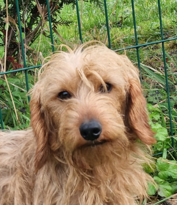 Étalon Teckel poil dur - Ulysse Du logis de beaumanoir