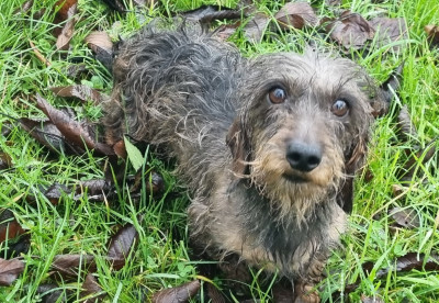 Étalon Teckel poil dur - Reste chez toi Du logis de beaumanoir