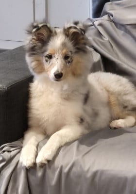 Étalon Shetland Sheepdog - AMY Des gardiens des trois magots