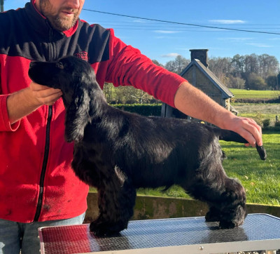Étalon Cocker Spaniel Anglais - A black Swan of loving Star