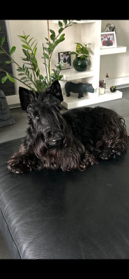 Étalon Scottish Terrier - Vauban de la Chapelle Madame