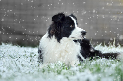 Étalon Border Collie - Attila (Sans Affixe)