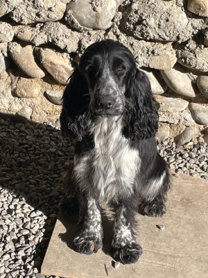 Étalon Cocker Spaniel Anglais - ASHER des Etangs de Dame Blanche