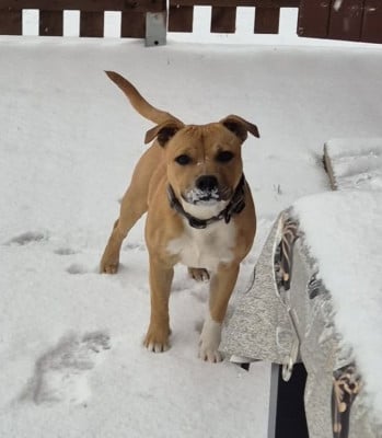 Étalon Staffordshire Bull Terrier - Auky Little Rocket de Kaughan of Kaughan