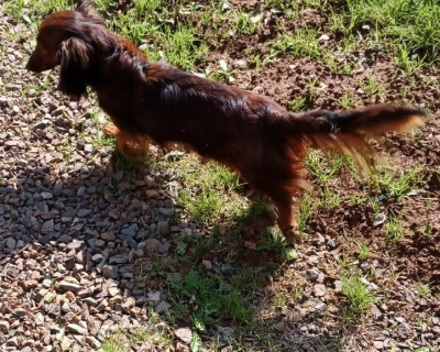Étalon Teckel poil long - Poppie du Domaine Du Chigny