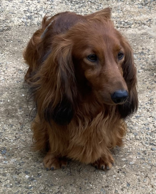 Étalon Teckel poil long - Pablo Du Clos Des Bords De Mer