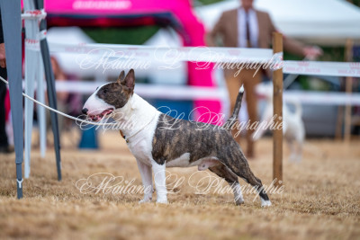 Étalon Bull Terrier Miniature - CH. Kingston-Corbières Bt Valorous Warrior -Vigo-