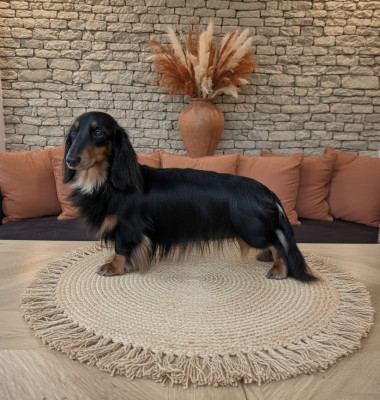 Étalon Teckel poil long - Chernika grant lebl