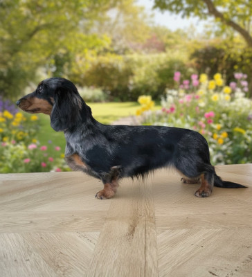 Étalon Teckel poil long - Valentine De La Cour Des Iles