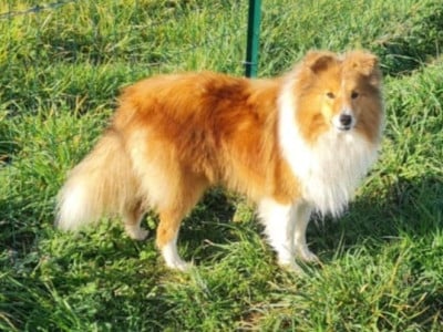 Étalon Shetland Sheepdog - Valère d'or du Cèdre Enchanté