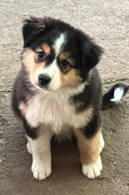 Étalon Berger Américain Miniature - ASPHALTE STREET ART Of surf paradise