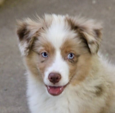 Étalon Berger Américain Miniature - AIR FORCE ONE Of surf paradise