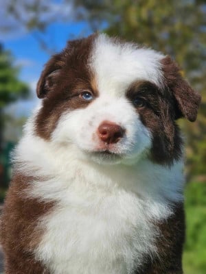 Étalon Berger Américain Miniature - full throttle FIESTA dite VOLGA