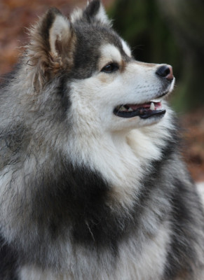 Étalon Chien finnois de Laponie - World Wildest Perfect Phoenix