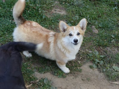 Étalon Welsh Corgi Pembroke - futura nostro Bright sun